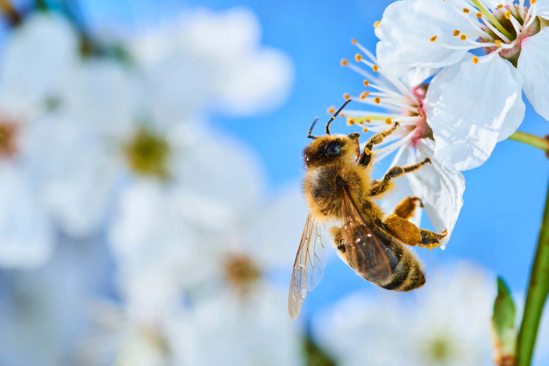 eine Biene beim Bestäuben einer Blume, Detailansicht