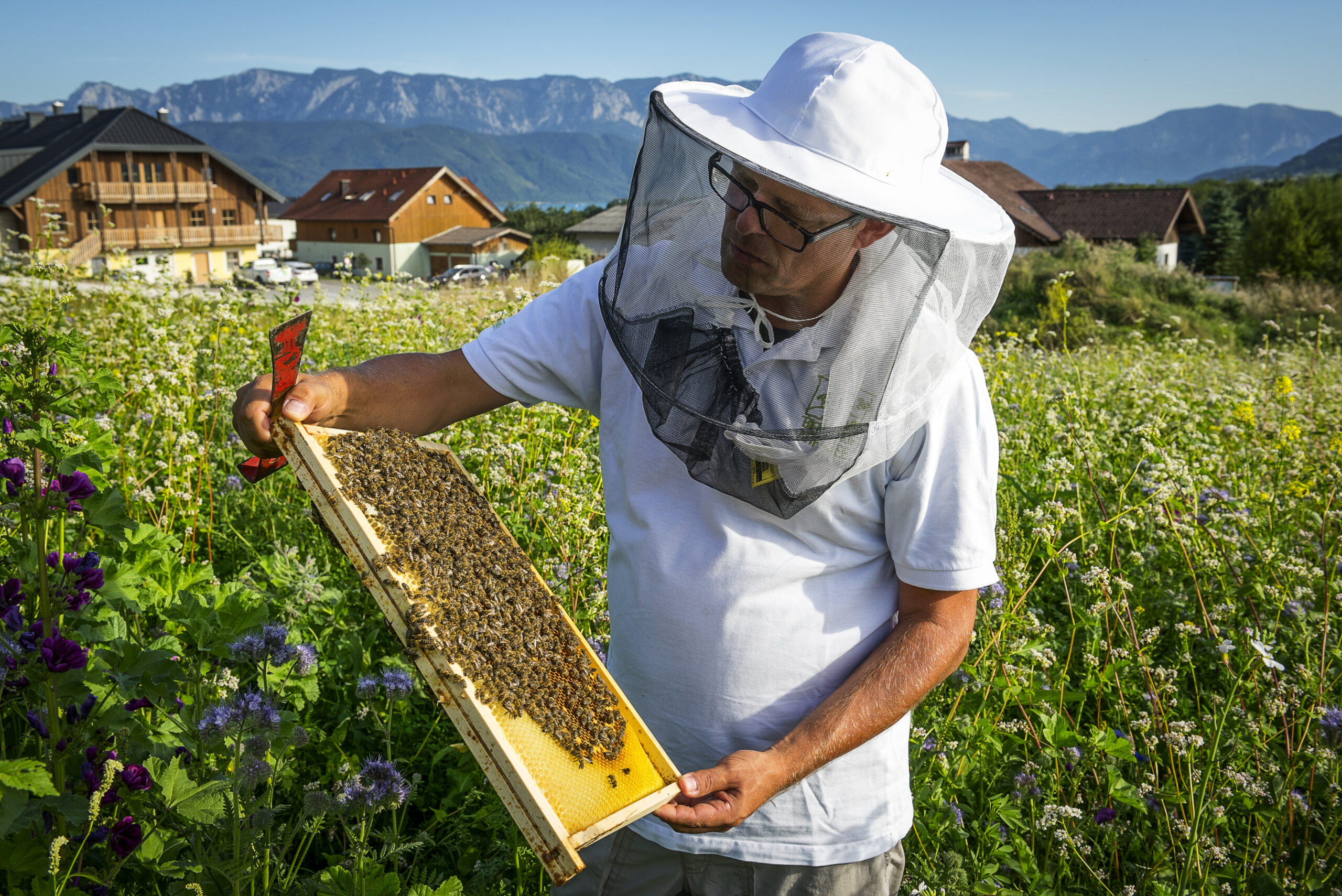 ein Mann mit Imkerhut zeigt und erklärt einen Teil eines Bienenstocks