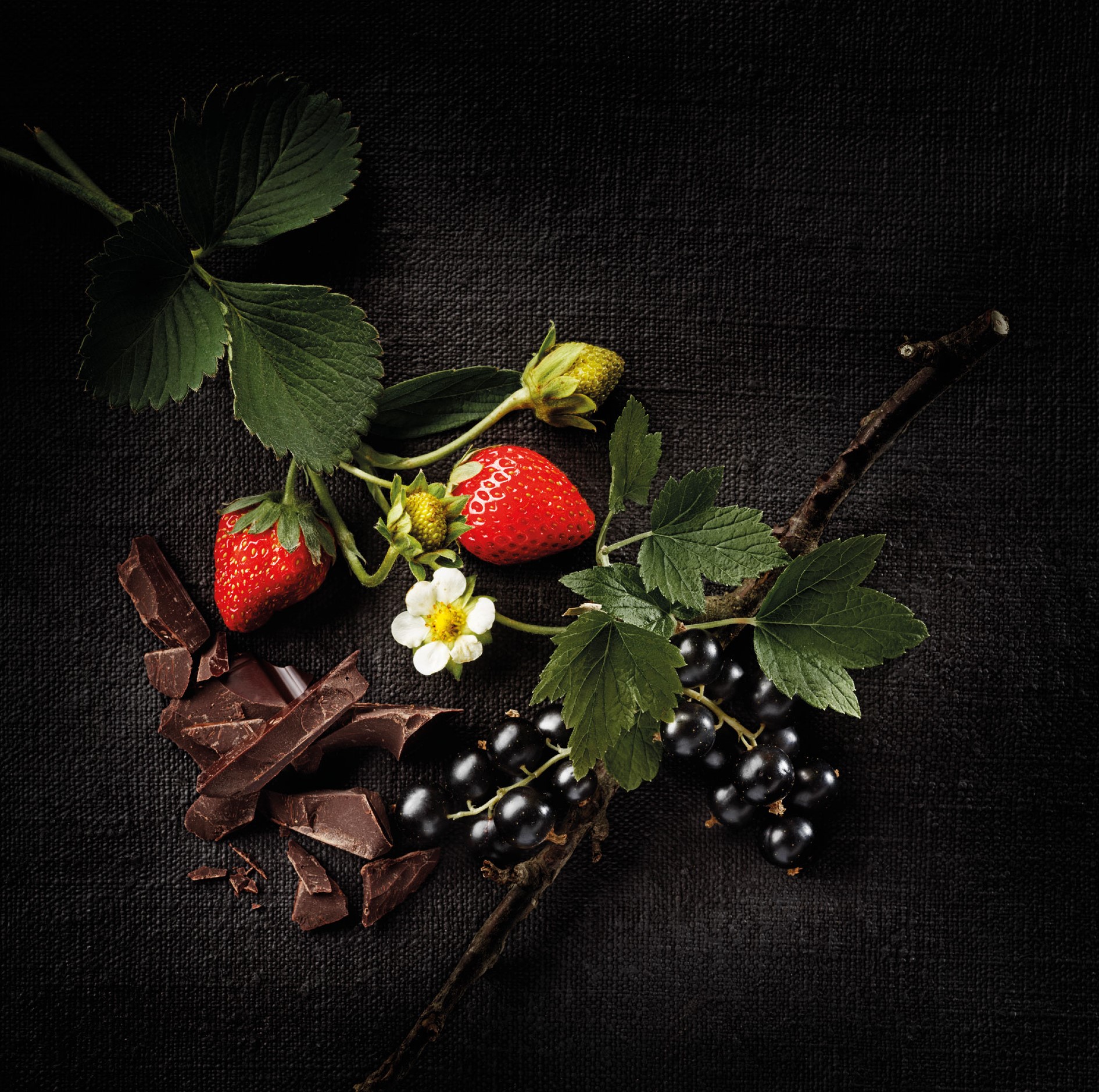 Stimmungsbild für Schokolade auf dunklem Hintergrund, mit Erdbeeren, Blüten, Johannisbeeren und dunkler Schokolade