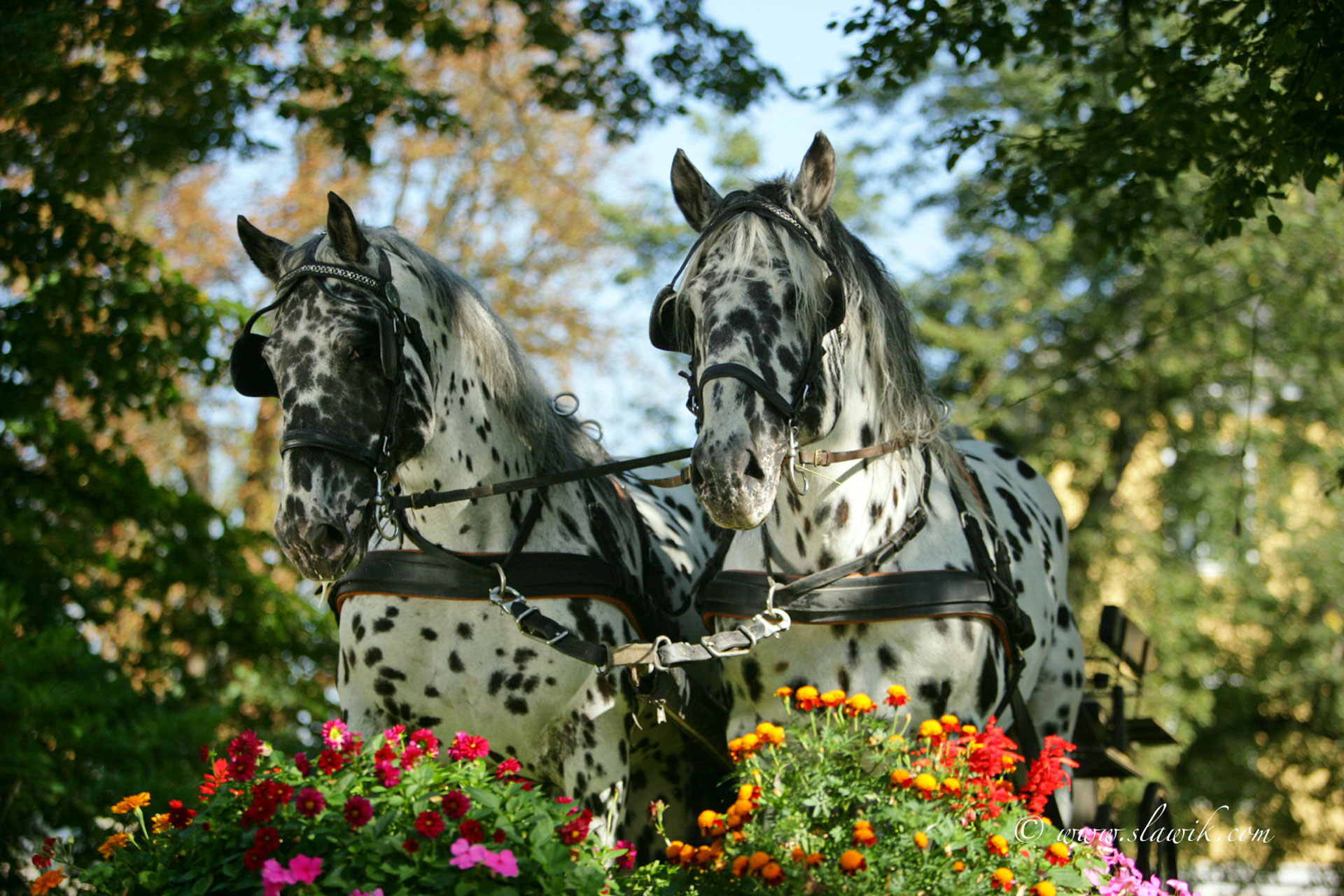 zwei Pferde vor einer Kutsche mit Blumen im Vordergrund, Pferdezentrum Stadl Paura