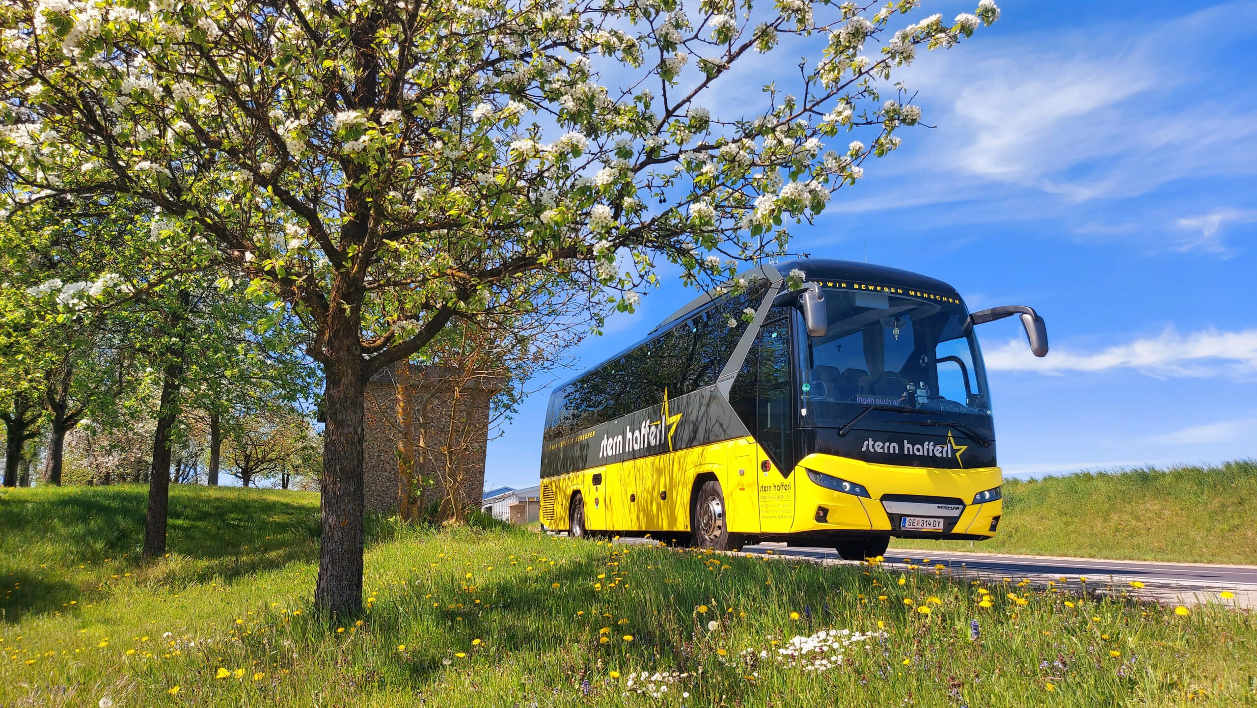 Stern & Hafferl Bus an einem sonnigen Tag neben einem blühenden Baum