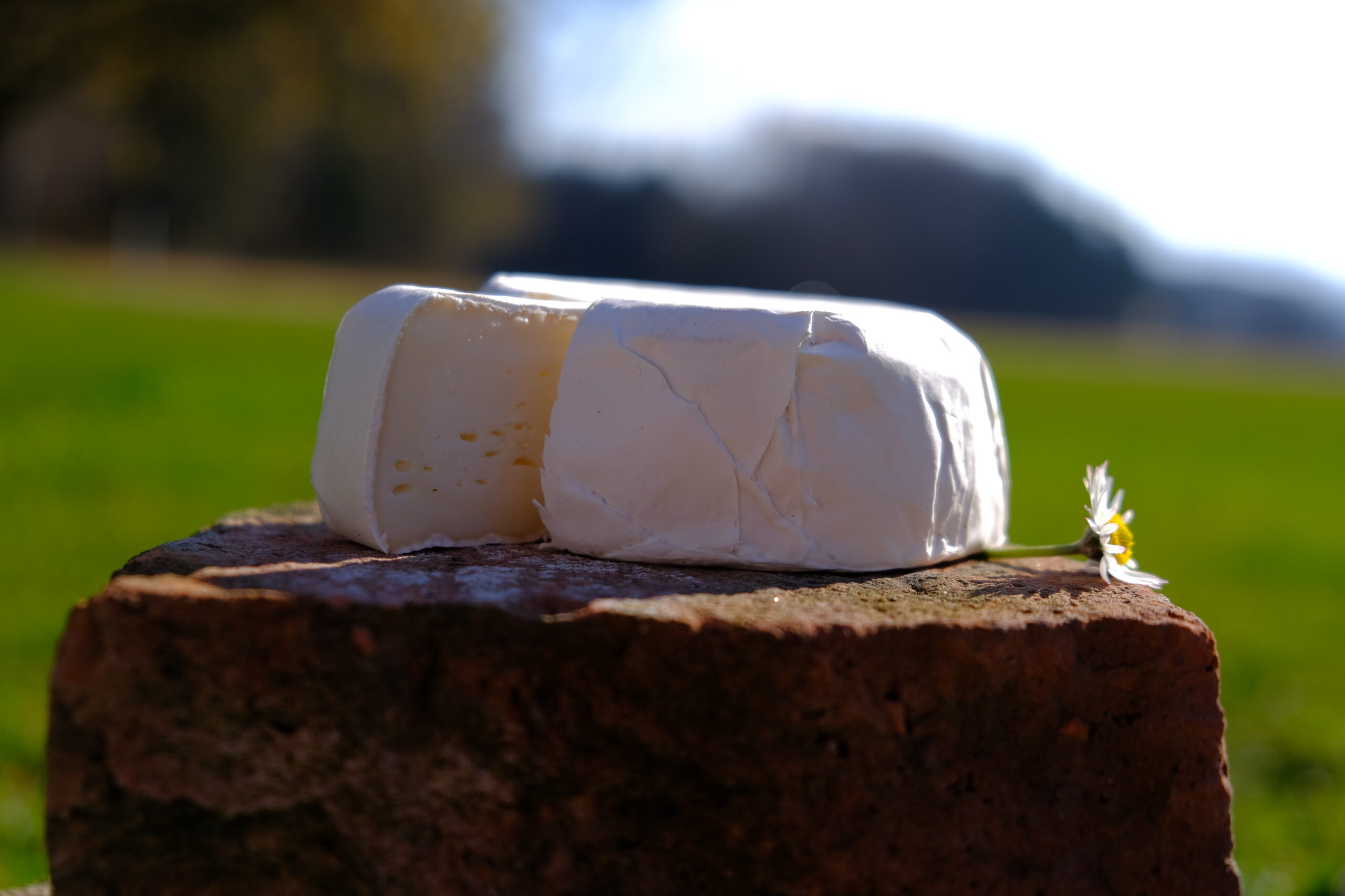 Ein Schafkäse in Form eines Camembert