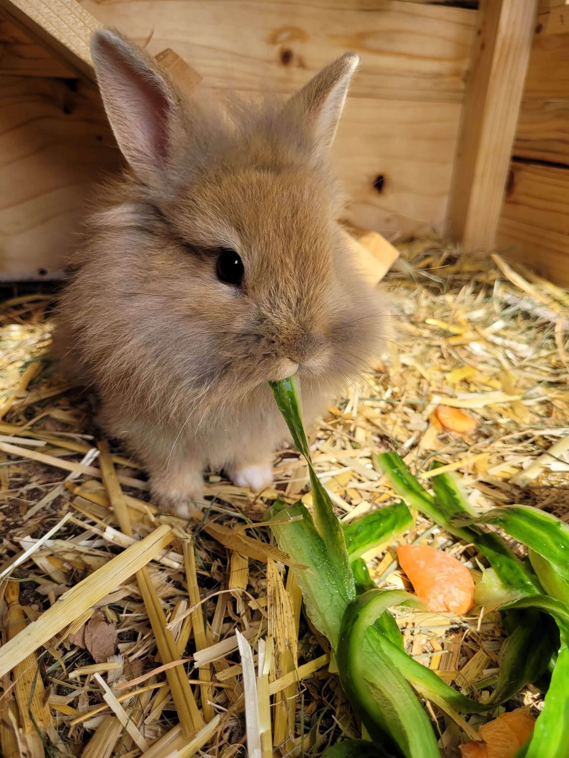 ein Hase frisst Blätter